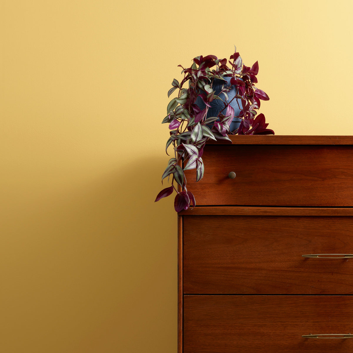 Hot As Mustard Wall Paint Frenchic