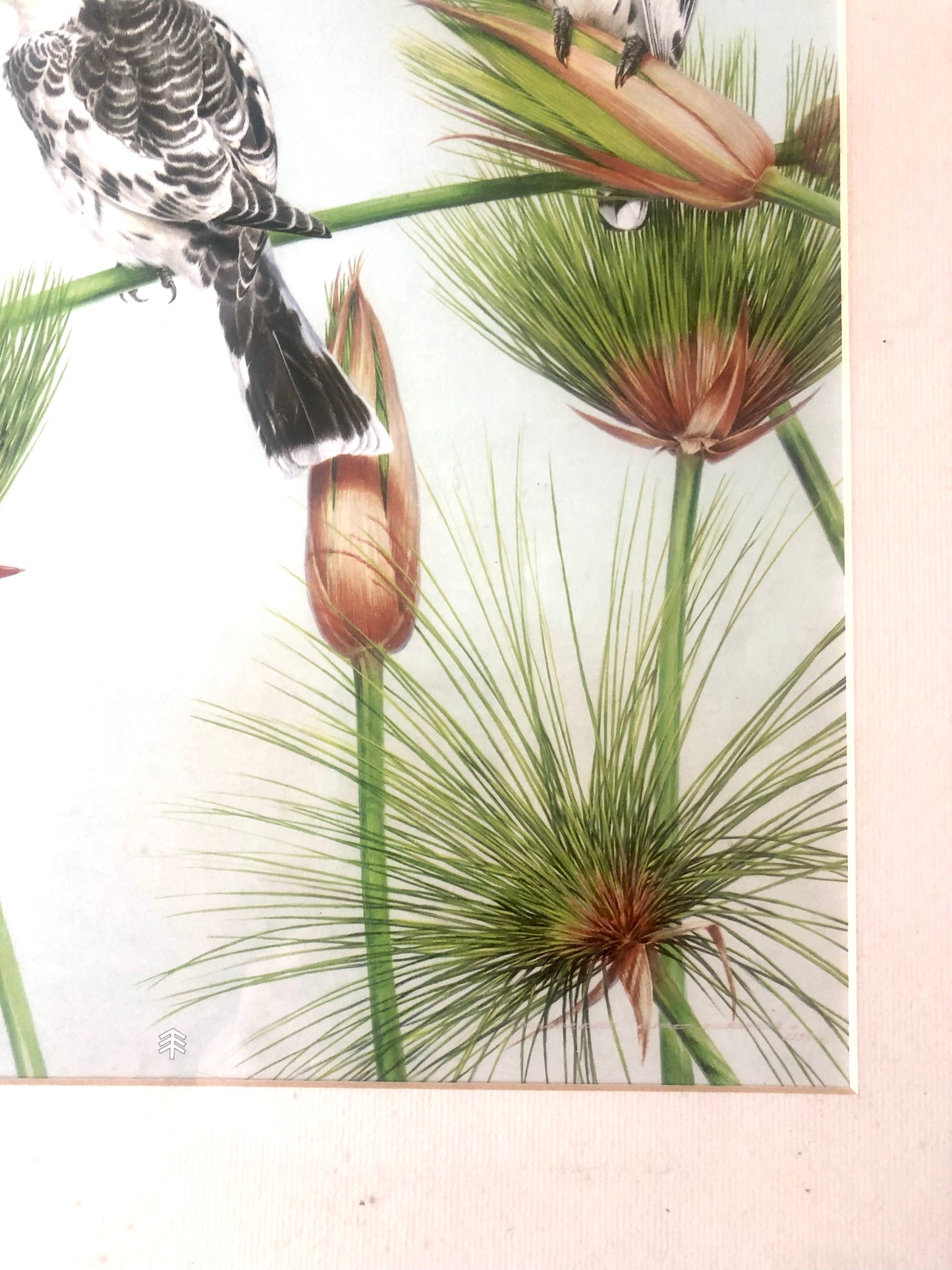 Exotic Bird Prints by world renowned David Ord Ker