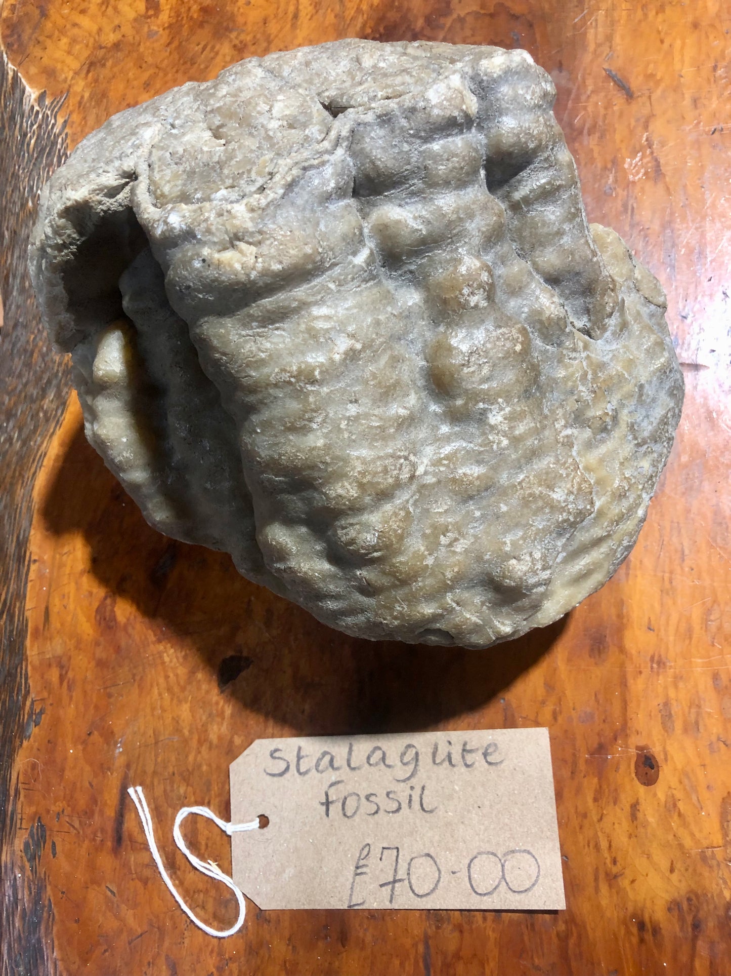 Fossils